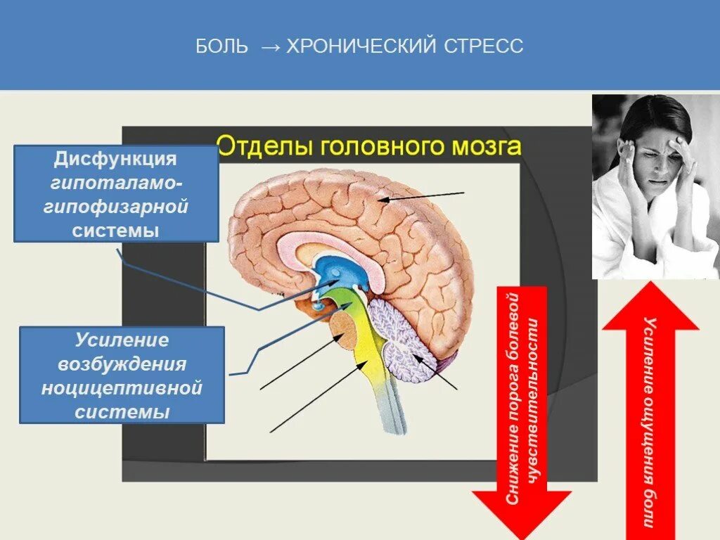 Дисфункция гипоталамо. Гипоталамо-гипофизарная дисфункция. дисфункция гипотолям. хроническая тазовая боль.