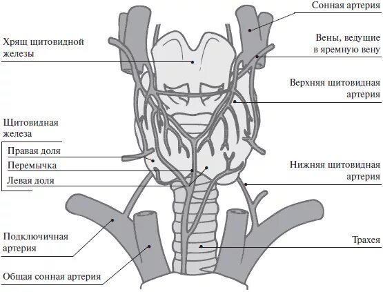 Кровоснабжение и иннервация щитовидной железы схема. Артерии щитовидной железы схема. Иннервация щитовидной железы схема. Кровоснабжение щитовидной железы анатомия схема.