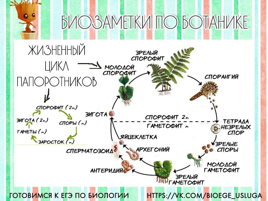 Жизненный цикл папоротника орляка. Последовательность жизненного цикла папоротника. Стадий жизненного цикла папоротника. Стадии жизненного цикла папоротника. Мужские гаметы папоротников