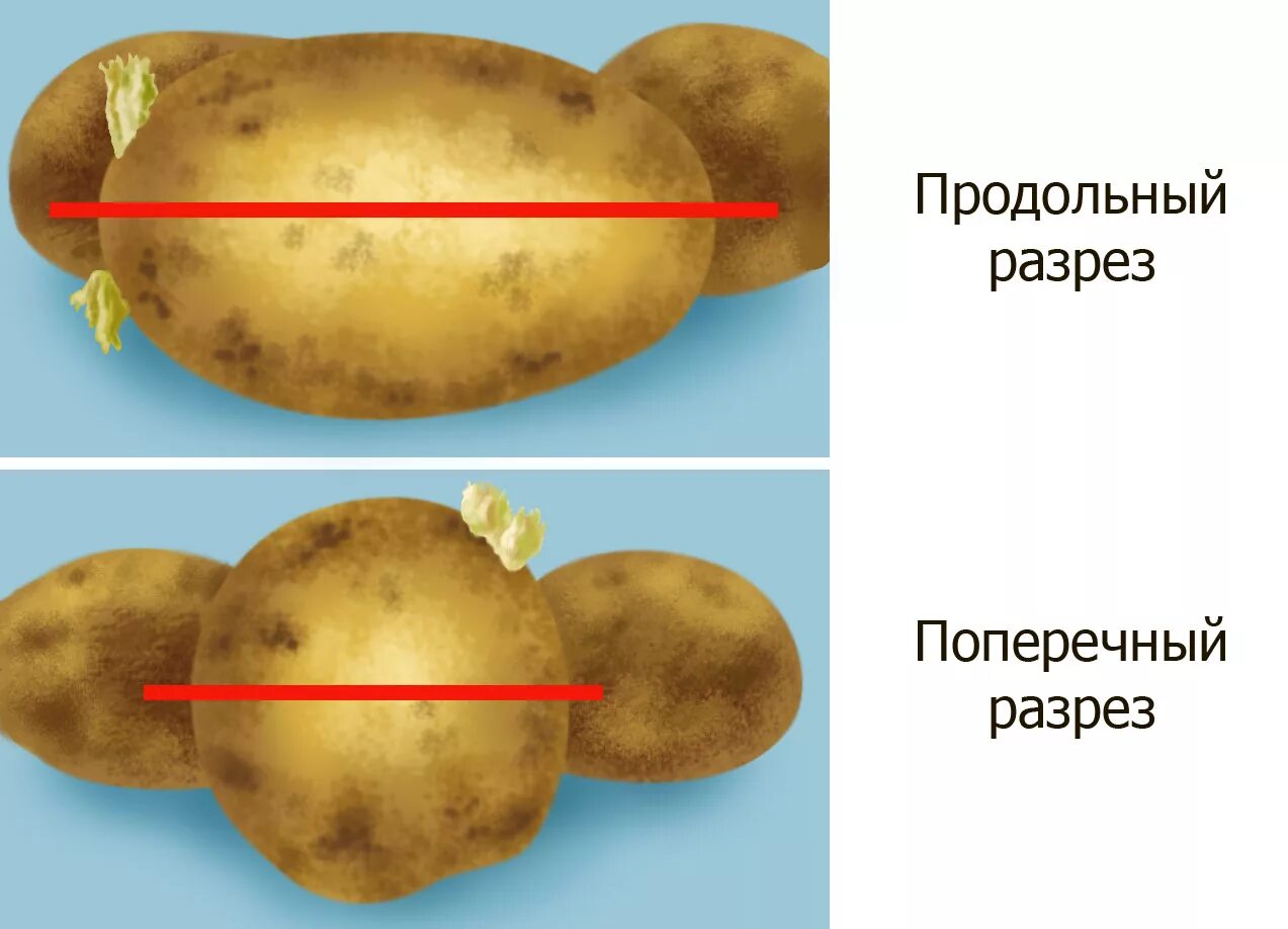 Режем картофель перед посадкой. Картошка посадка в разрезе. Разрезанный клубень картофеля. Поперечный надрез на семенном картофеле. Клубень картофеля в разрезе.