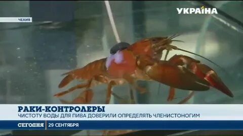 Рак форум