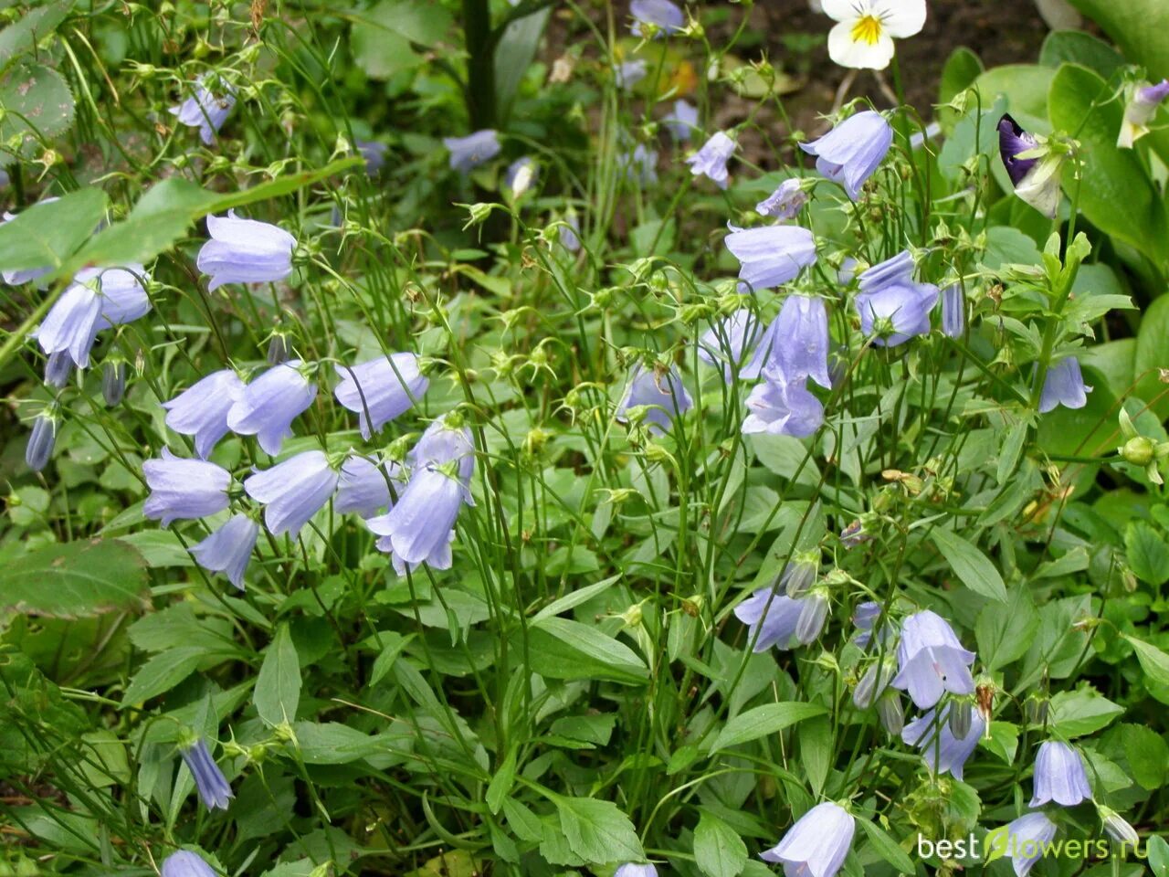 Колокольчики цветение. Колокольчик Карпатский (Campanula Carpatica). Колокольчик Карпатский цветение. Колокольчик Карпатский Перл дип Блю. Колокольчик Симфиандра повислая.