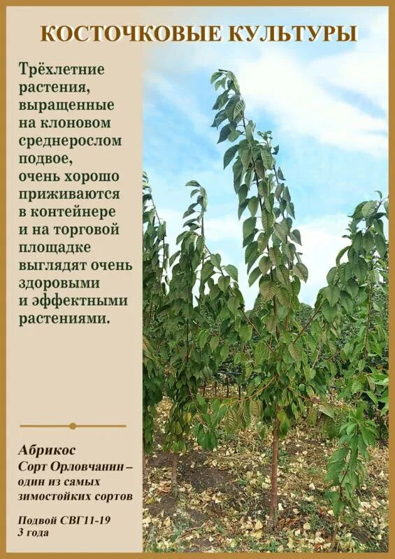 Подвой логри. Подвой логри характеристики. Черешня (клоновый подвой) ревна. Что такое подвой вишни лц-52. Черешня на подвое антипка.