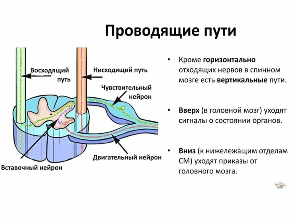 Нисходящий нервный путь. Восходящие и нисходящие пути спинного мозга. Восходящие проводящие пути спинного мозга таблица. Проводниковая функция спинного мозга таблица. Схема восходящих путей спинного мозга.