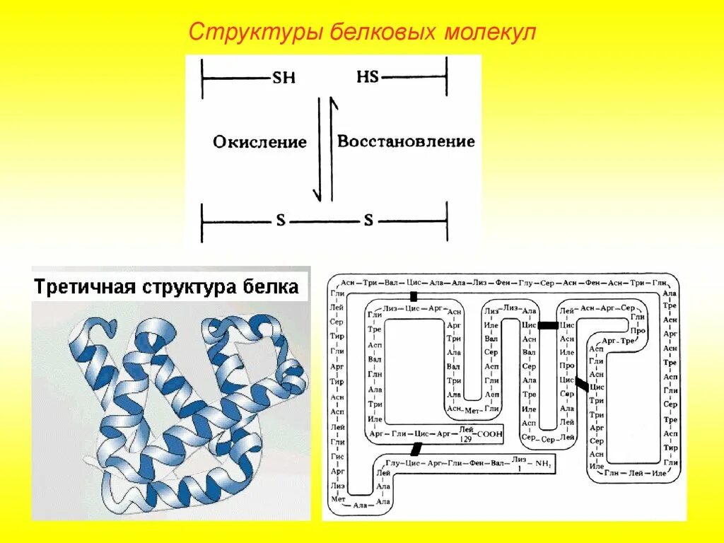 Свойства белковых молекул. Структура белка биология 10 класс. Строение белковой молекулы. Белки структура белков. Структура белковой молекулы.