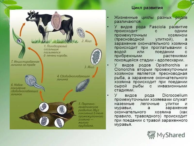 Личинка в промежуточном хозяине. Циклы развития плоских червей биология 7 класс. Жизненные циклы развития плоские черви. Жизненный цикл плоского червя 7 класс. Циклы развития паразитических плоских червей.