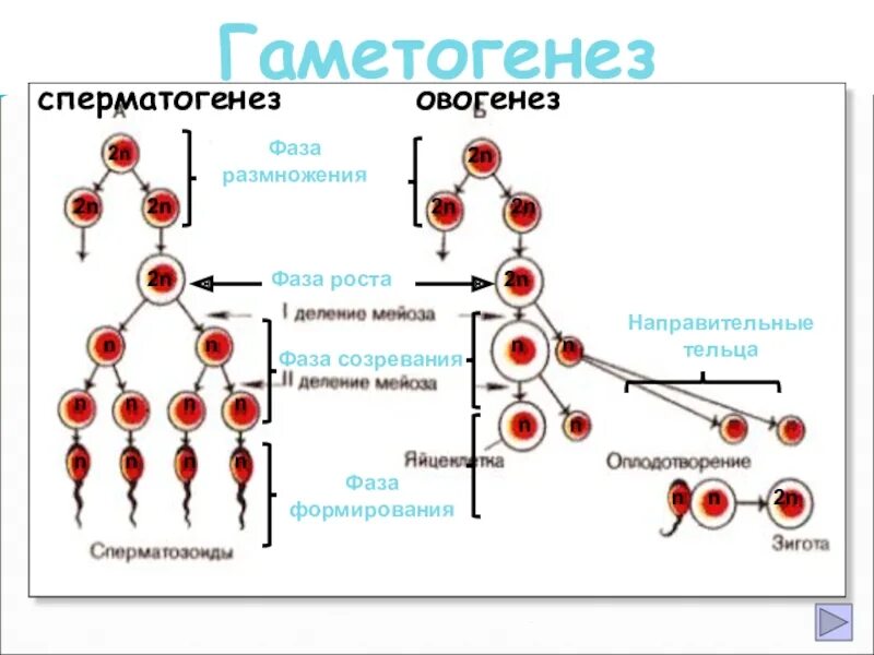 Усиленная фаза роста овогенез. Фаза размножения сперматогенеза. Гаметогенез. Гаметогенез это в биологии.