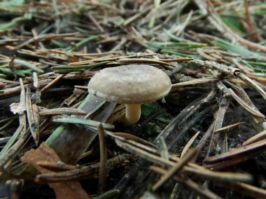 Самые ранние грибы. Весенние грибы в Подмосковье съедобные. Ранние грибы Подмосковья съедобные. Весенние грибы Подмосковья.