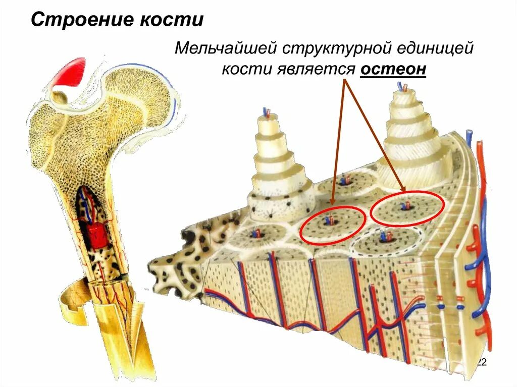 Структурная единица кости. Строение остеона костная ткань. Структурная единица кости Остеон. Строение остеона гистология. Рисунок структурная единица кости Остеон.