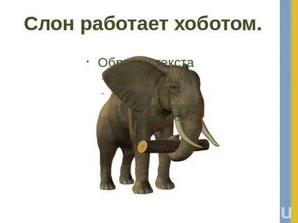 Слон работает