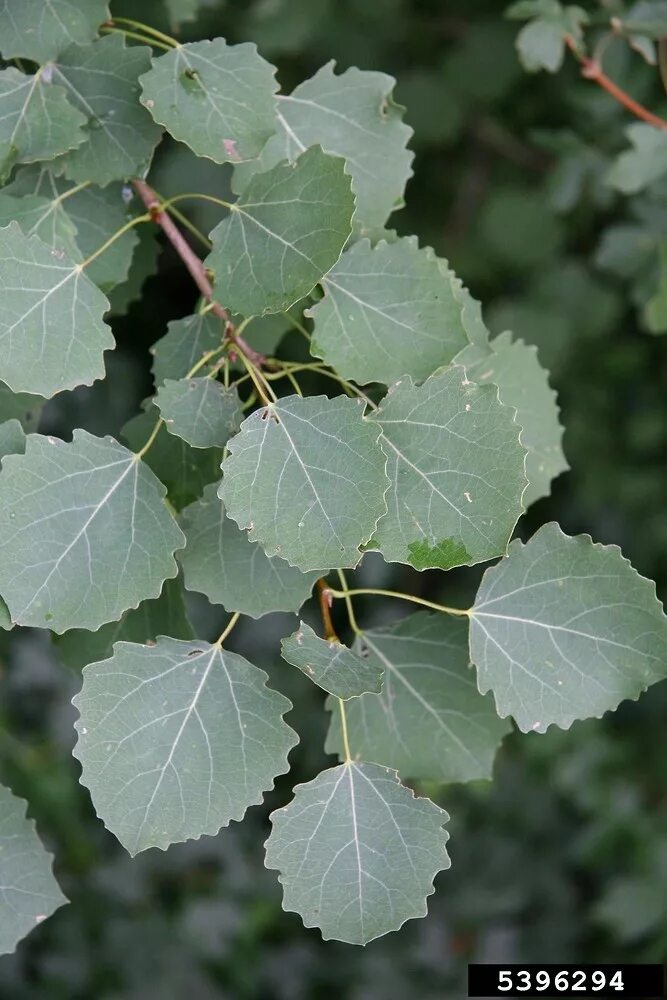 Осина (Populus tremula). Тополь дрожащий (Populus tremula). Осина обыкновенная (Populus tremula). Populus tremula (осина дрожащая). Осина тип дерева