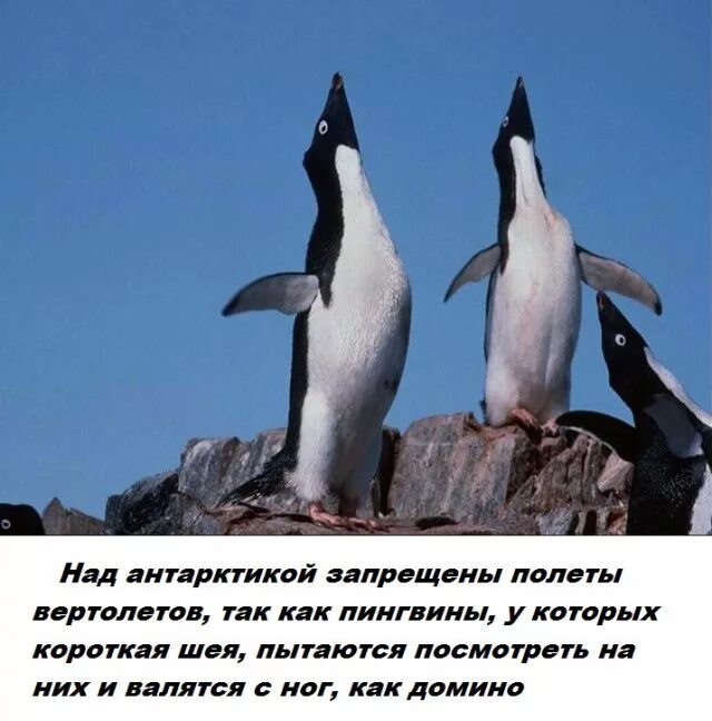 Подниматель пингвинов вакансии