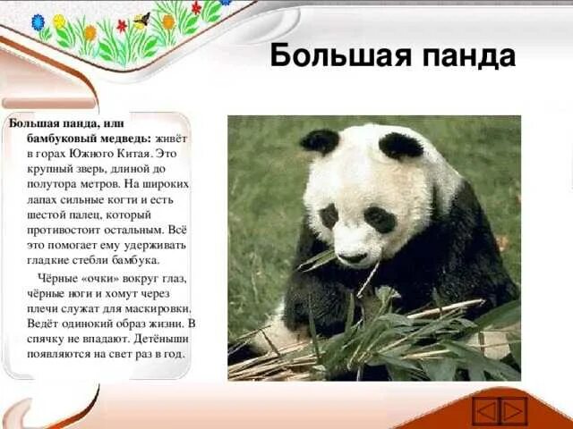 Где живет панда на каком. Панда обитает на материке. Большая Панда или бамбуковый медведь. Панда обитает в Евразии. Большая Панда в Евразии.