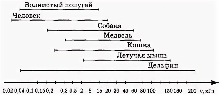 В каком звуковом диапазоне слышит человек. Диапазон слышимых частот для человека. Диапазон слышимых человеком звуков.