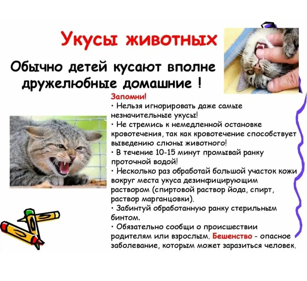 Какое заболевание через укус может распространять кошка. Первая помощь при укас животных. укусына животных. укусы животных на животных.
