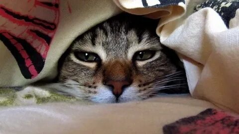 Котик в одеяле