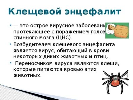 Клещ является переносчиком возбудителя энцефалита