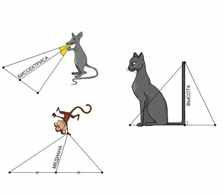 Крыса бегает по углам и делит угол пополам. Биссектриса это крыса. Биссектриса это крыса стих. Биссектриса это крыса которая бегает по углам и делит угол пополам. Биссектриса это крыса.