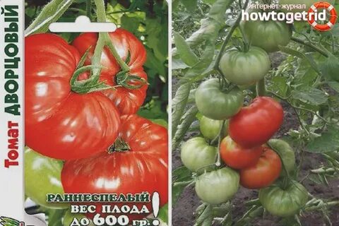 Томат дворцовый характеристика