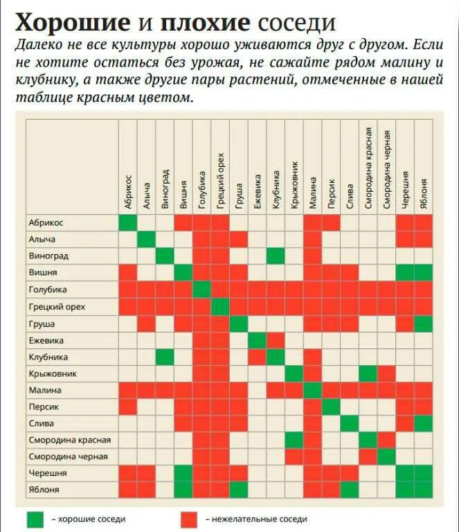 Трудности соседства. Совместимость плодово ягодных деревьев и кустарников. Совместимость фруктовых деревьев в саду таблица. Соседство плодовых деревьев и кустарников таблица. Совместимость плодовых деревьев и кустарников в саду таблица.