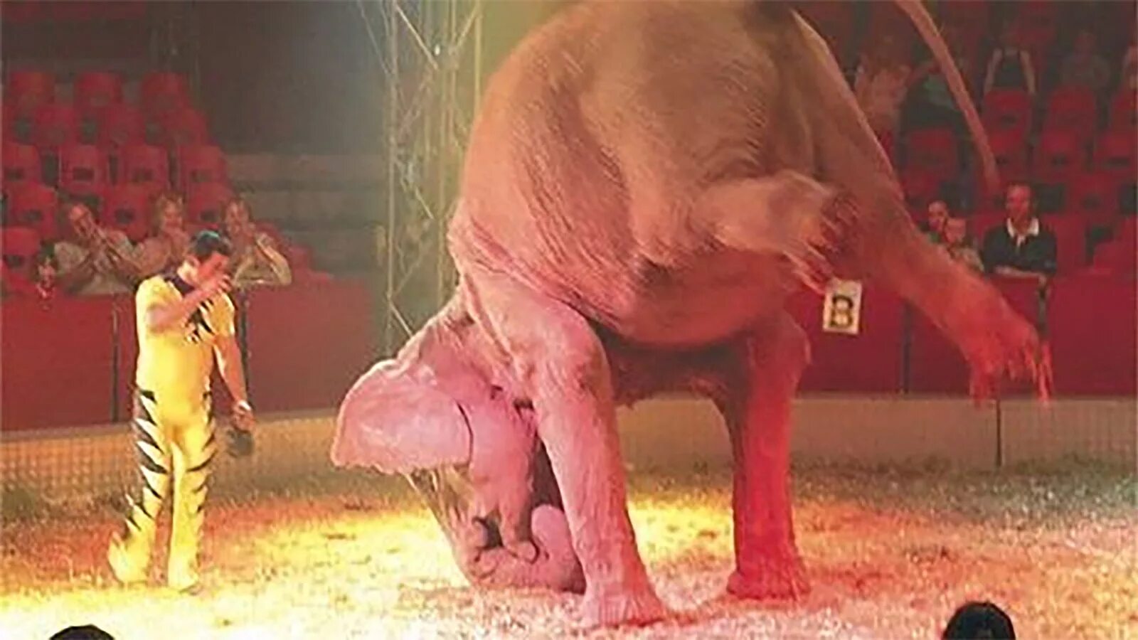 Жестокие развлечения. Животные в цирке. Против животных в цирке. Измученные животные в цирке.