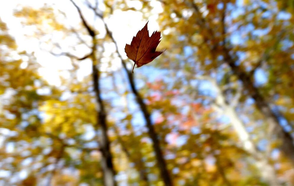 Книга падают листья. Падающие листья. Листья падают с деревьев. Осенний лист падает с дерева. Падающая листва.
