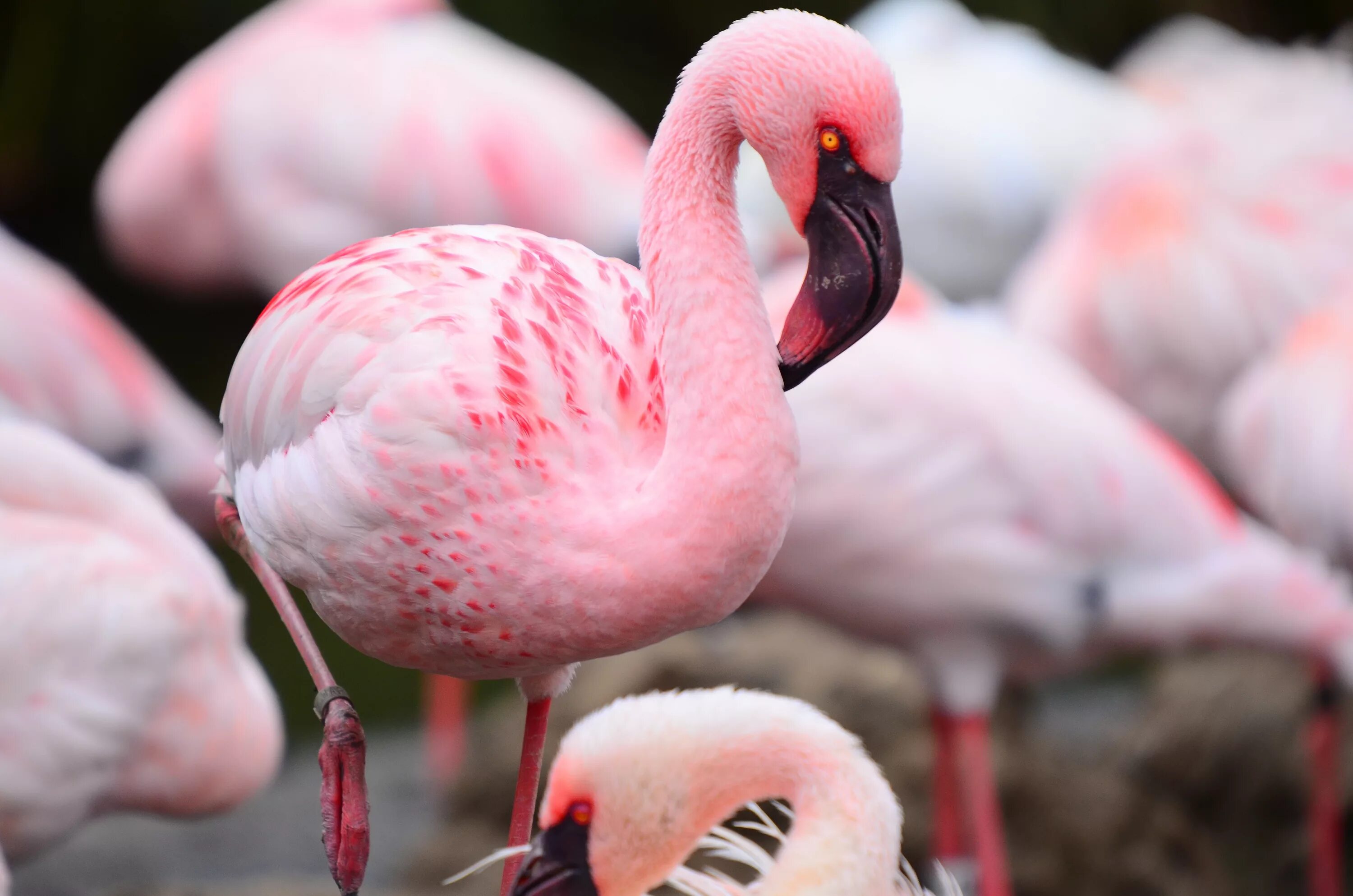 Почему розовый назвали розовым. Фламинго птица. Розовый Фламинго. Окрас Фламинго. Падальщик Фламинго.