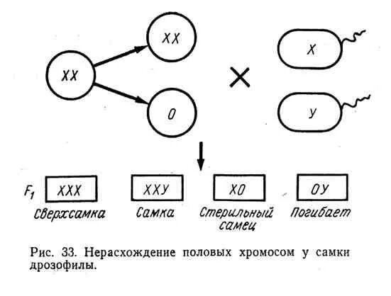 Какое число хромосом у дрозофилы. Нерасхождение половых хромосом схема. нерасхождение половых хромосом у мужчин схема. наследование при нерасхождении половых хромосом. схема первичного нерасхождения х хромосом у человека.