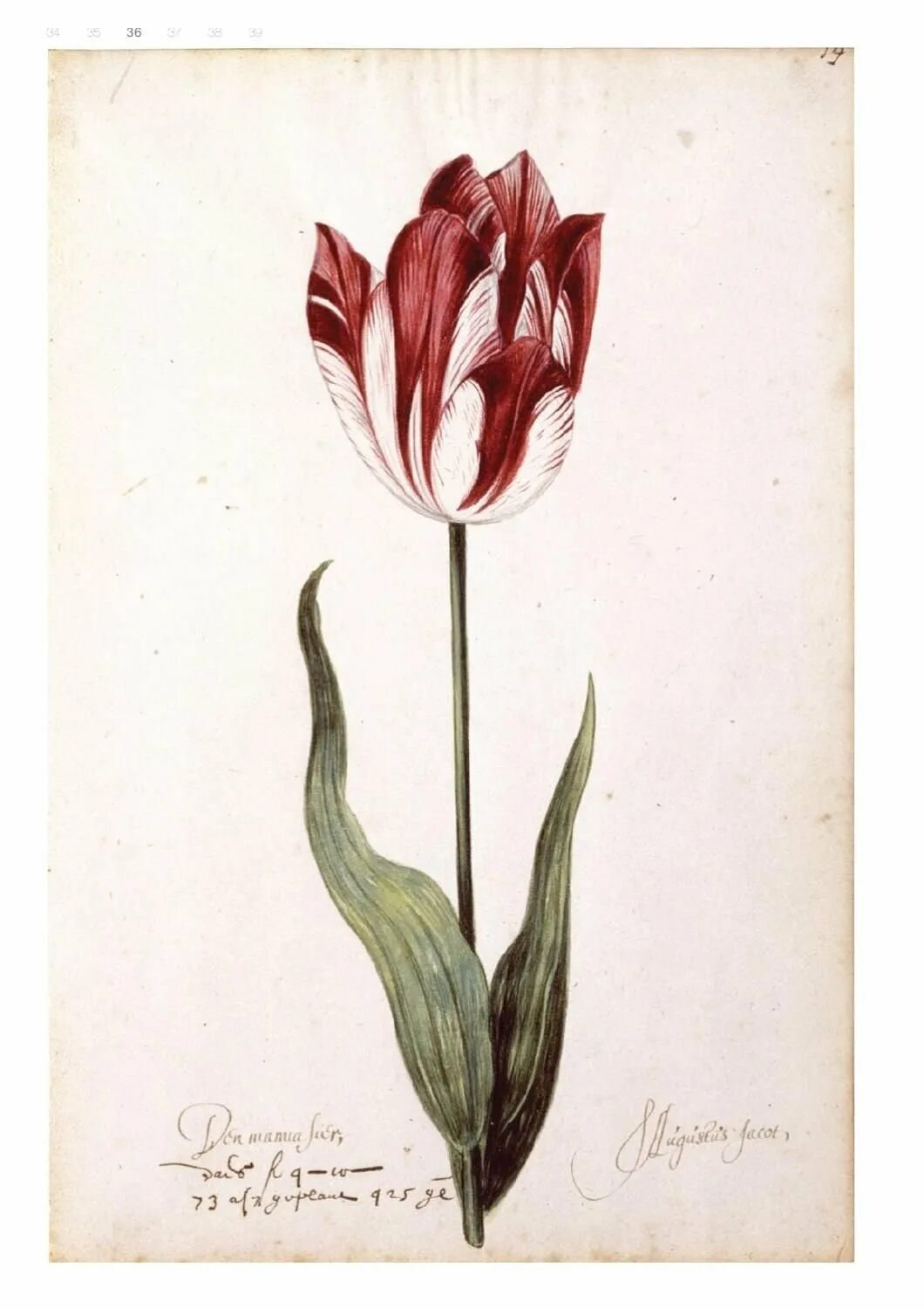 Tulipa Botanical цветок. Tulipa gesneriana Ботанический рисунок. Ботанический тюльпан Peppermintstick. Ботаническая иллюстрация тюльпан. Тюльпан ботаника