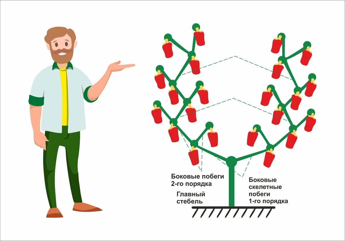 Формирование куста