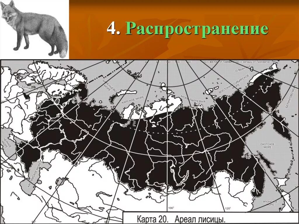 Лисица ареал обитания в России. Ареал обитания лисицы обыкновенной. Ареал лисицы обыкновенной на карте. Ареал обитания дикого кабана в России на карте.