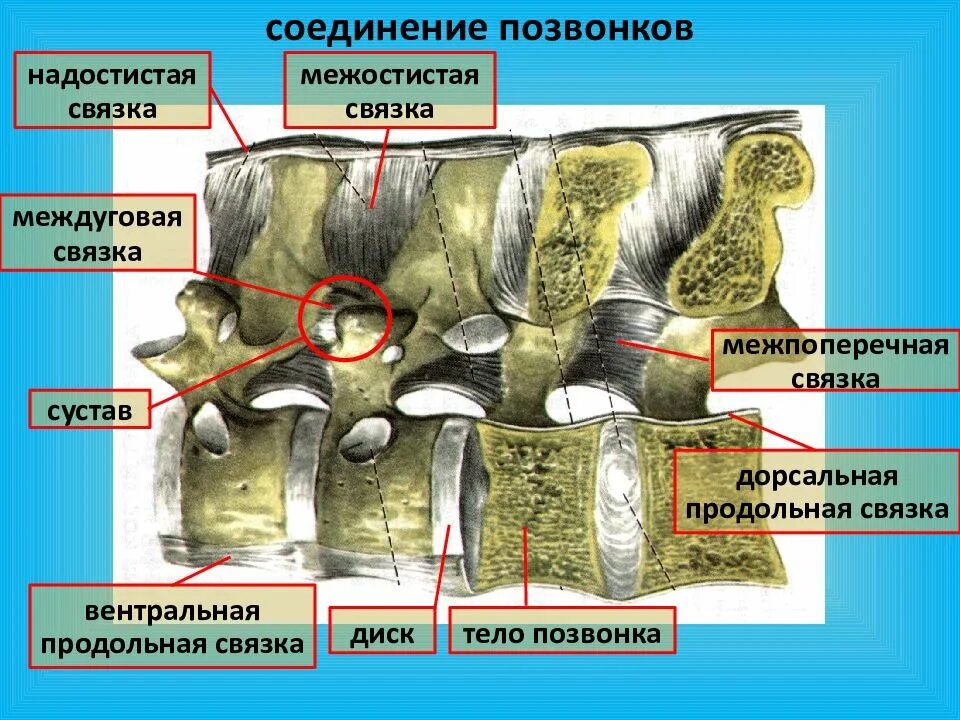 Типы соединения поясничного отдела