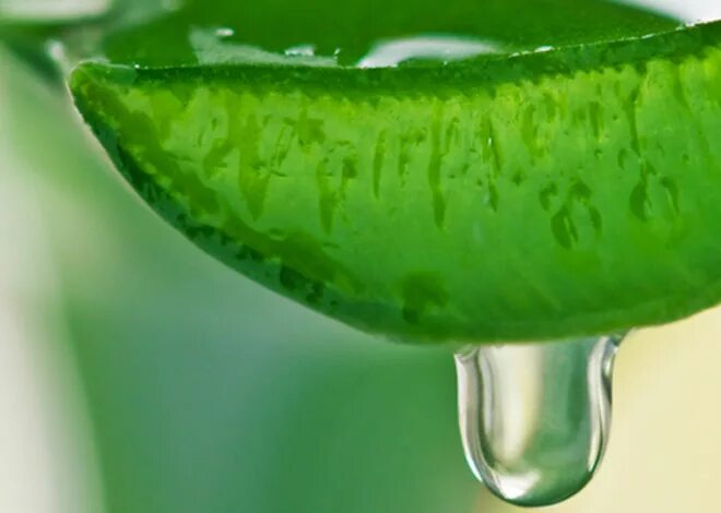 Aloe juice. Aloe vera juice. вытекающий сок алоэ. огуречный медом алоэ и соком юдзу. сок алоэ в стакане.