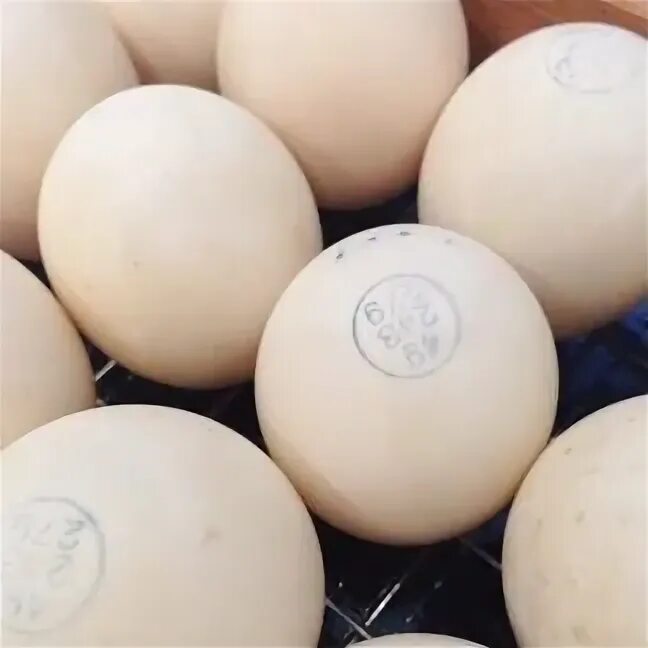 Инкубационное яйцо бройлера Кобб 500. Инкубационное яйцо Кобб 500. Инкубационное яйцо Мулард. Инкубационное яйцо Росс 308. Инкубационное яйцо купить в брянской