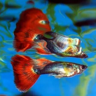 Вместе с рыбкой