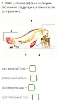 Какие мышцы обозначены цифрами 1 и 2