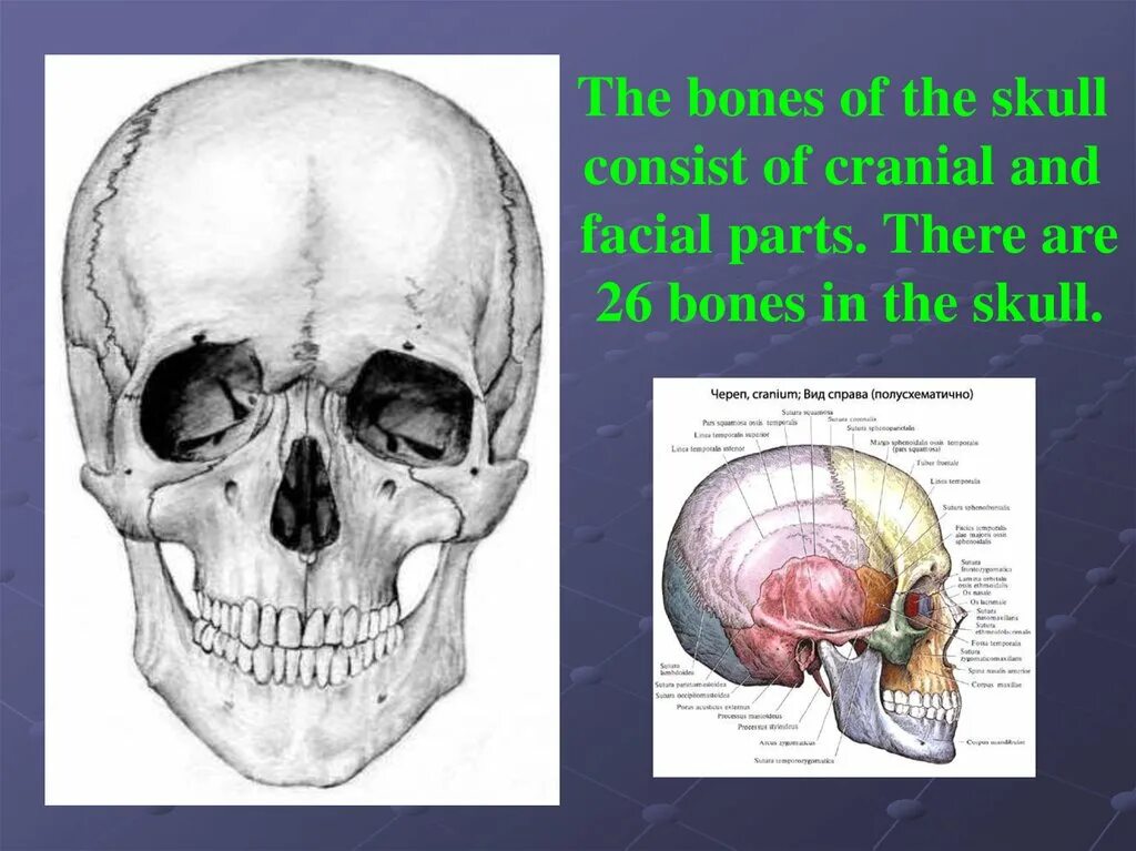 The bones consist of. Skull parts. skull and bones. the skull consist of the.. and facial parts. слово череп.