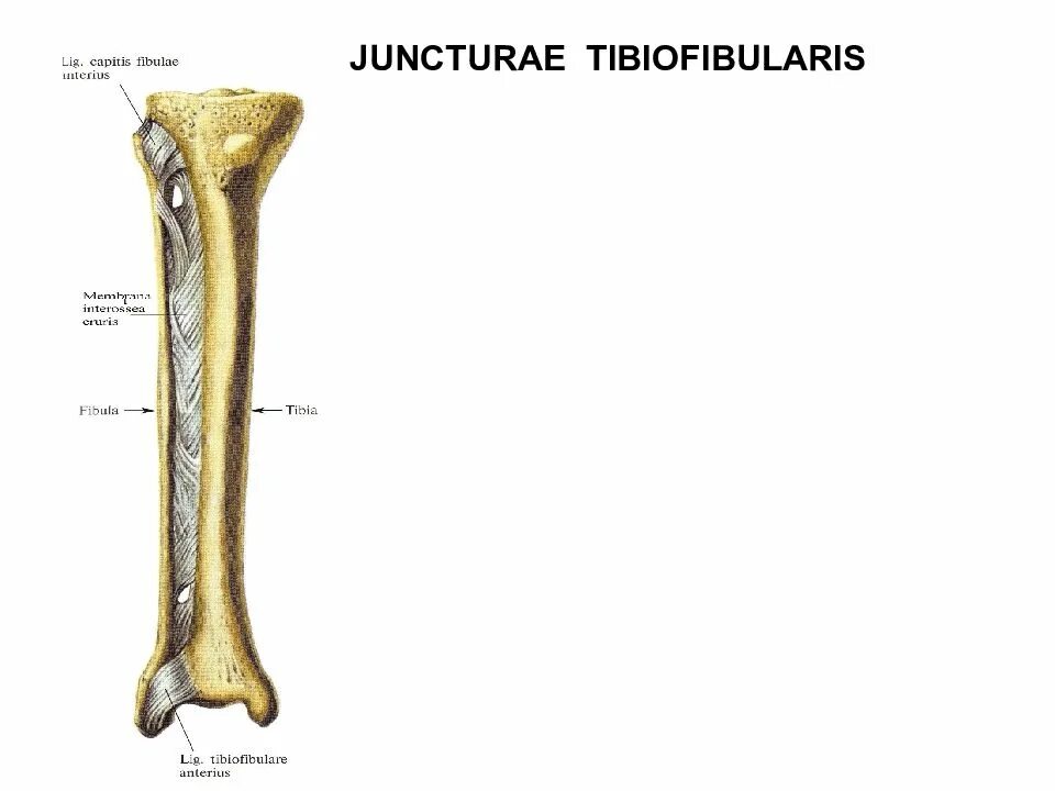 Соединение кости. Соединение костей голени. Lig. Capitis Fibulae anterius. Межкостная перепонка, Fibula.