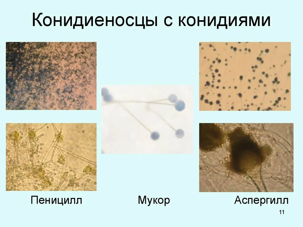 Грибы мукор пеницилл дрожжи. Мукор конидиеносец. Мукор пеницилл аспергилл. Мукор и пеницилл. Мукор конидии конидиеносец.