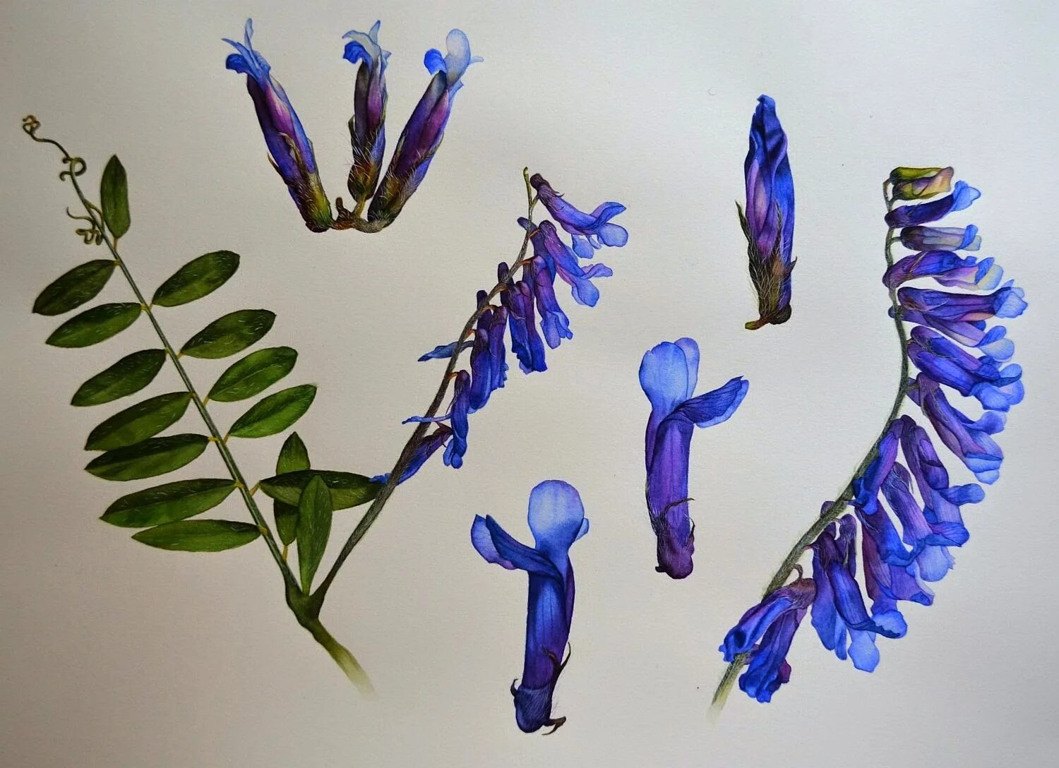 Мышиный горошек соцветие. Мышиный горошек соцветие. Мышиный горошек растение. Вика мышиный горошек. ).