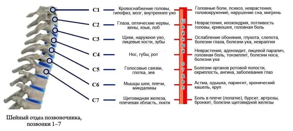 Остеохондроз шейного отдела позвоночника с6 с7. Остеохондроз шейного отдела позвоночника с6 с7. Шейный отдел позвоночника c5/c6 c6/c7. Шейный отдел позвоночника функции позвонков. 3 4 5 шейные позвонки.