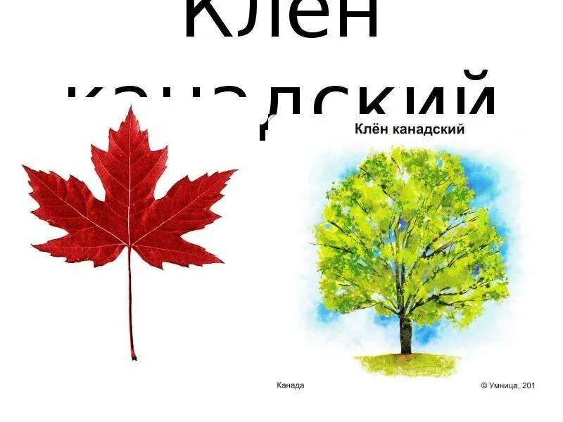 Клен по слогам. Сколько лет живет клен. Клен русский и канадский отличия. Продолжительность жизни клена. Клен срок жизни дерева.