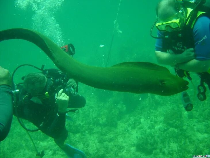 Барракуда дайвинг. Варадеро дайвинг. Дайвинг варадеро. Варадеро дайвинг. Варадеро дайвинг.