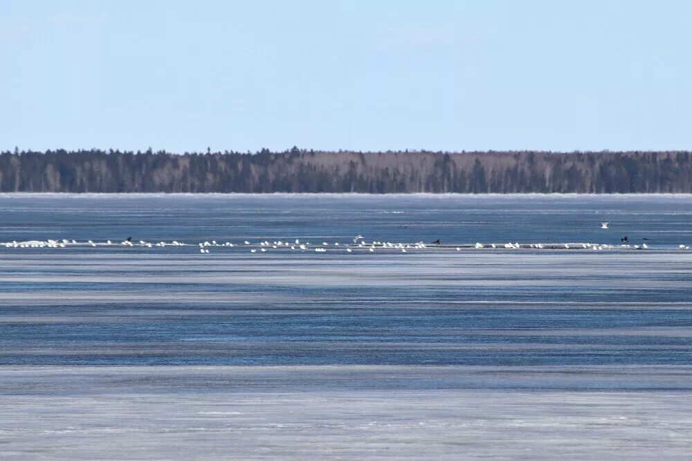 Водами онеги. Онежское озеро Челмужская коса. Онежское озеро Лесосплав. Онежское озеро 23040. Томицкая губа Онежское озеро.