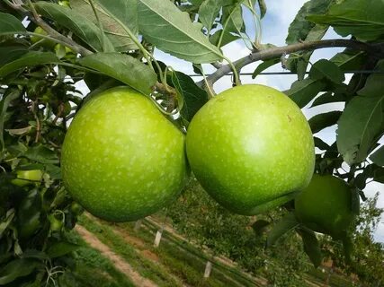 Granny smith