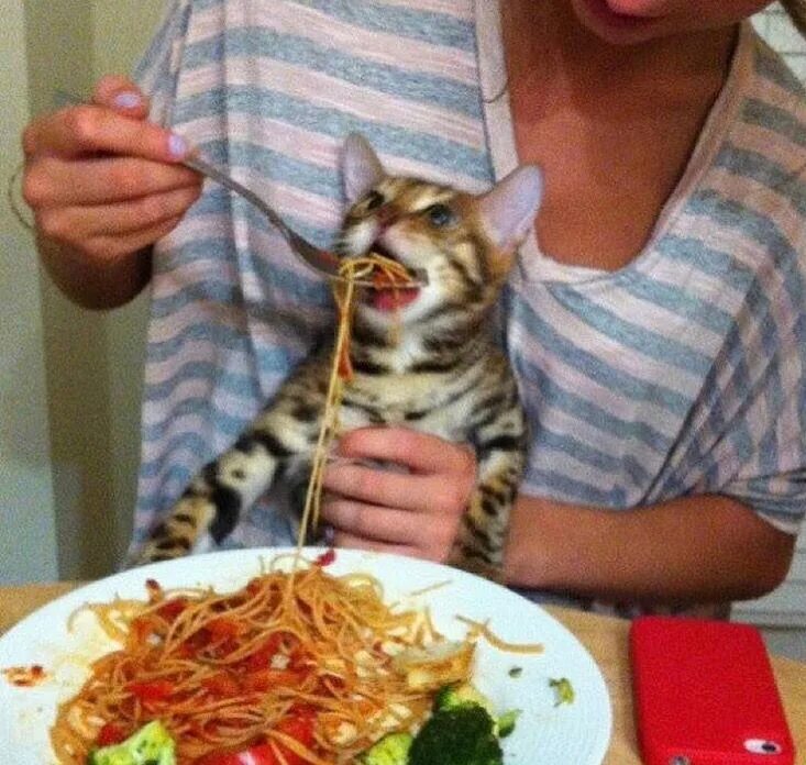 Тот кто накормит постящегося. Кота кормят макаронами. Кот ест спагетти. Кот и спагетти Мем. Кота кормят спагетти.