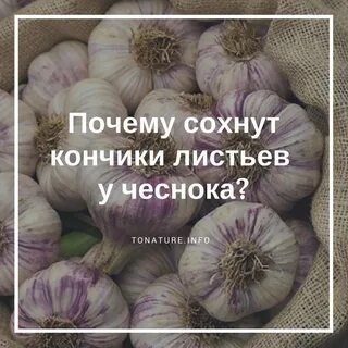 Чеснок чтоб не желтел чем подкормить весной