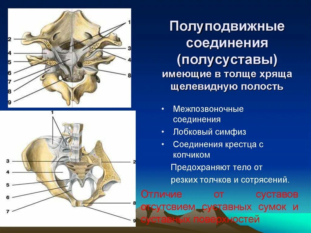 Примеры полуподвижных соединений. Полуподвижный сустав. Полусуставы соединения. Полусуставы соединения костей. Полуподвижные соединения.