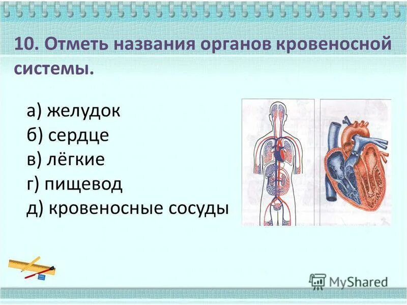 Организм человека 3 класс окружающий мир кровеносная система. Название органов кровеносной системы. Кровеносная система человека 4 класс окружающий мир. Организм человека органы 4 класс.