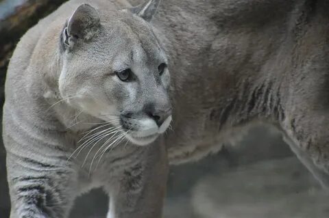 Cougar white